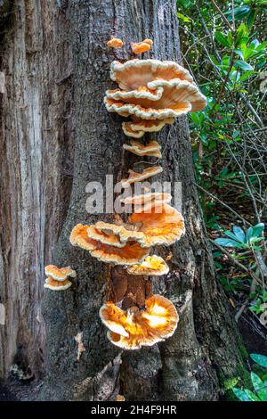 Champignon de l'arbre, poulet des Bois – Laetiporus sulfureus,généralement trouvé sur le Chêne et le Chestnut doux troncs. Banque D'Images