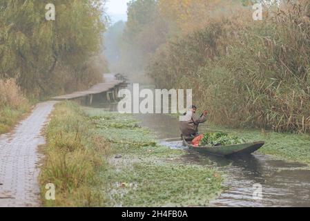 Srinagar, Inde.02 novembre 2021.Un Boatman rows son bateau dans les intérieurs du lac Dal pendant une matinée froide.Dal Lake est célèbre pour son marché de légumes flottant, qui fournit des variétés de légumes toute l'année à de nombreuses villes à travers la vallée du Cachemire.Crédit : SOPA Images Limited/Alamy Live News Banque D'Images