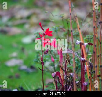 Gros plan de la belle plante de Lobelia Cardinalis, une plante vivace herbacée de l'étang Banque D'Images