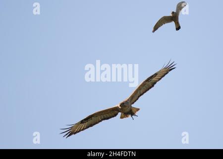 Buteo rufinus (Buteo rufinus) avec une proie de l'écureuil broyé par un kestrel commun (Falco tinnunculus) Banque D'Images