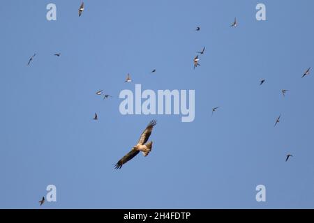 Aigle (Aquila pennata) avec un troupeau de sable martin (Riparia riparia) Banque D'Images