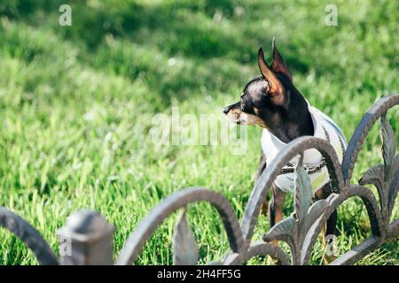 Black Russian Toy ou Russian Toy Terrier habillé en costume d'automne reste sur l'herbe verte arrière-cour.Petit chien jouant à l'extérieur Banque D'Images