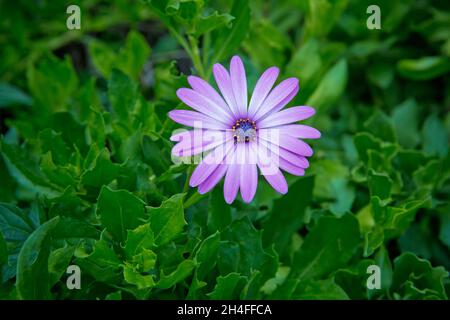 Une fleur violette à l'intérieur de feuilles vertes illuminées . coloré jaune à violet foncé centre sur fond de feuilles vert foncé . Marguerite violette capturée Banque D'Images
