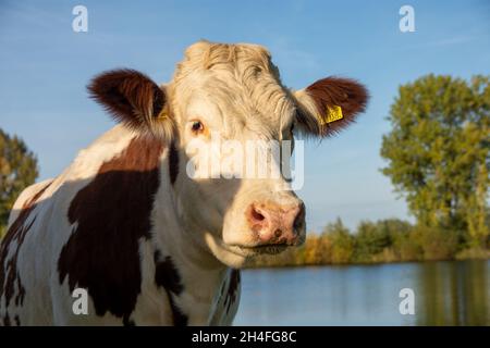 Photo de profil de la belle vache hollandaise blanche et brune au bord de la rivière par une journée ensoleillée Banque D'Images