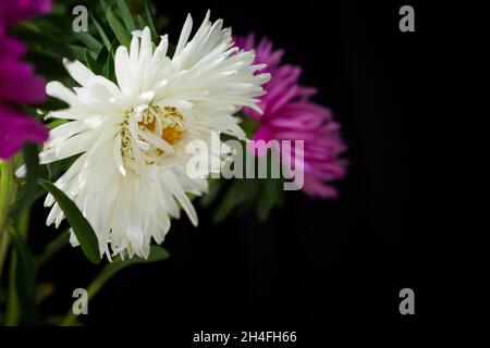 Asters bouquet fond noir.Fleurs colorées et colorées dans un vase.Les asters roses, violets et blancs sont un cadeau pour maman.Le concept de vacances, b Banque D'Images