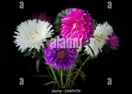 Asters bouquet fond noir.Fleurs colorées et colorées dans un vase.Les asters roses, violets et blancs sont un cadeau pour maman.Le concept de vacances, b Banque D'Images