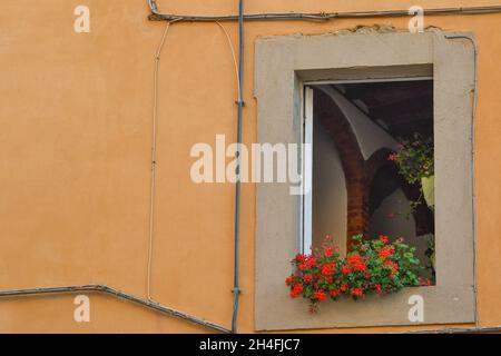 Détail de la façade orange d'une ancienne maison avec une fenêtre ouverte et géraniums fleuris sur le seuil, Toscane, Italie Banque D'Images