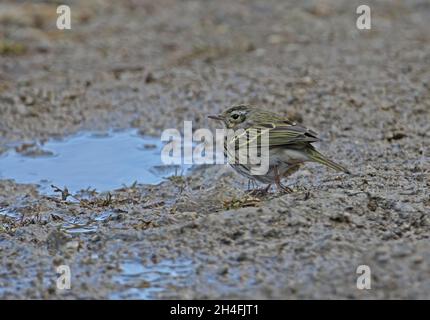 Pipit à dos d'olive (Anthus hodgsoni) adulte debout sur une jambe par le puddle Eaglenest, Arunachal Pradesh, IndeJanvier Banque D'Images