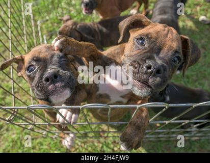 Les chiots Boxer de neuf semaines sont pennés sur une pelouse. Banque D'Images