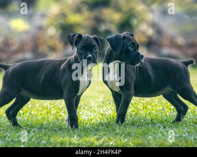 Alerte chien boxer noir de 9 semaines chiot joue sur pelouse Banque D'Images