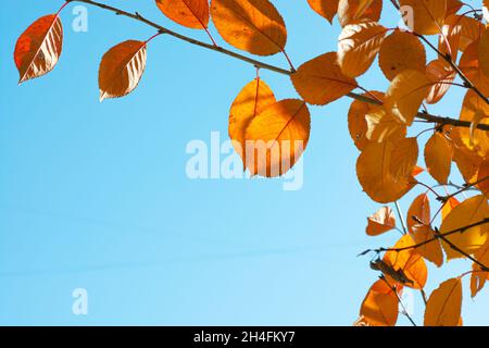 Arrière-plan d'automne des feuilles de cerisier jaunissement contre un ciel bleu.Temps ensoleillé. Banque D'Images