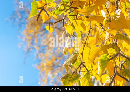 Feuilles de bouleau jaune par temps ensoleillé.Golden automne concept.L'image d'arrière-plan est idéale pour une utilisation saisonnière. Banque D'Images