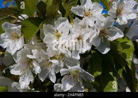 Fleurs de cerisier blanc Banque D'Images
