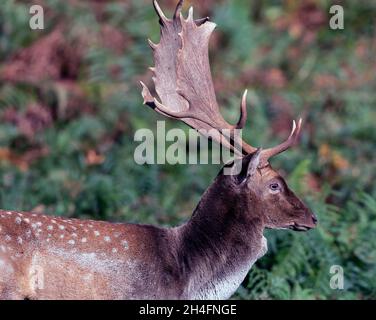 Fallow Deer au château de Powis près de Welshpool, pays de Galles, Royaume-Uni. Banque D'Images