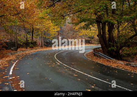 Paysage forestier, arbres jaunes et route courbe vide en automne Banque D'Images