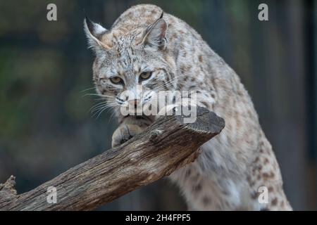 Le lynx roux d'Amérique du Nord (lynx rufus) se tenant sur le bois près de den regardant la caméra. Banque D'Images