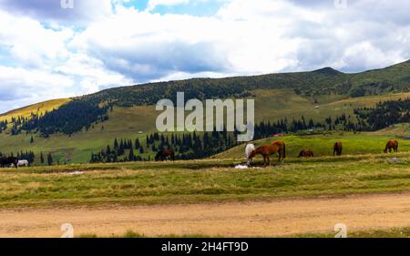 Paysage de montagne avec plusieurs chevaux paître tranquillement dans l'herbe sans rien déranger; deux des chevaux boivent l'eau d'un étang Banque D'Images