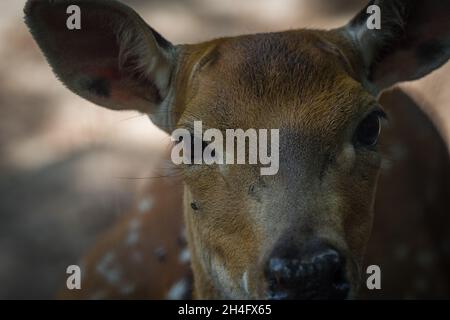 Un cerf de près à neunkirchen en sarre en été, espace copie Banque D'Images