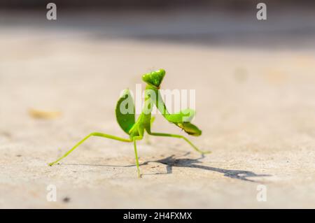 Gros plan d'une mante européenne rampant sur le sol Banque D'Images