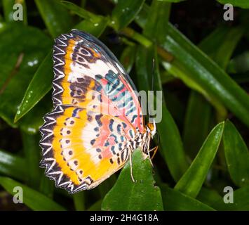 Chrysope Leopard butterfly - ciane Cethosia Banque D'Images