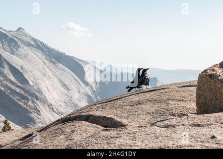 Deux corbeaux profitant de la vue depuis Olmsted point, parc national de Yosemite, États-Unis Banque D'Images