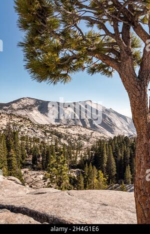 Un petit arbre luttant contre les conditions difficiles de la roche de granit de Yosemite, Olmsted point, USA Banque D'Images