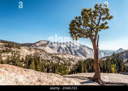 Un petit arbre luttant contre les conditions difficiles de la roche de granit de Yosemite, Olmsted point, USA Banque D'Images