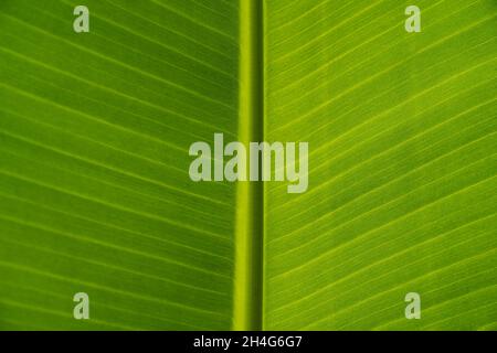 Texture des feuilles vertes d'un palmier banane.Arrière-plan écologique de feuilles exotiques, en forme de cose.Copier l'espace. Banque D'Images