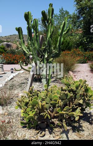Cactus au jardin de la ville antique de Patara à Antalya, Turquie. Banque D'Images