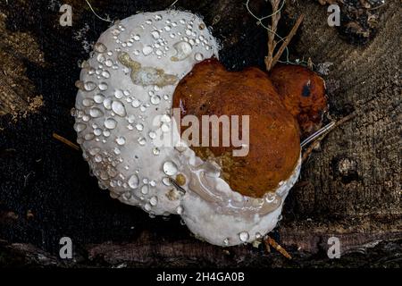 Corps de fructification d'un champignon Fomitopsis (Fomitopsis spec.) Banque D'Images