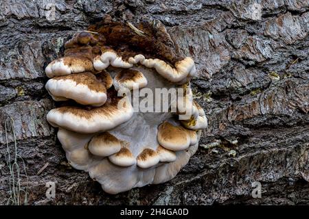 Corps de fructification d'un polypore résineux (Ischnoderma spec.) Banque D'Images