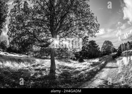 Automne, Budby Common, forêt de Sherwood, Notinghamshire, Angleterre. Banque D'Images