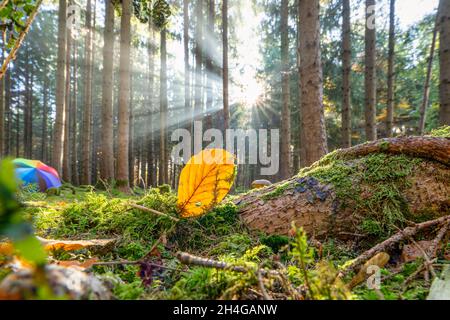 Magnifique paysage forestier avec le soleil éclatant à travers la matinée brumeuse avec un coeur dans une feuille pour l'amour de la nature. Banque D'Images
