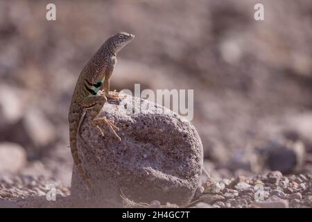 Chihuahuan Greater Earless Lizard, Chupadera Mountains, Nouveau-Mexique, États-Unis. Banque D'Images