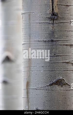 Quaking Aspen, Pecos Wilderness, Nouveau-Mexique, États-Unis. Banque D'Images