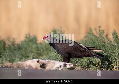 Turkey Vulture se nourrissant du blaireau américain tué par la route, Bosque del Apache National Wildlife refuge, Nouveau-Mexique, États-Unis. Banque D'Images