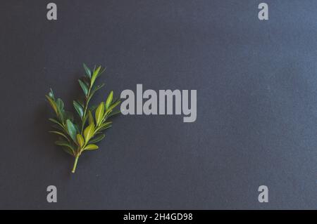 Un congé vert sur fond noir.Concept de vente sur fond sombre Banque D'Images