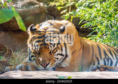 Gros plan sur le tigre de Sumatran en Oklahoma Banque D'Images