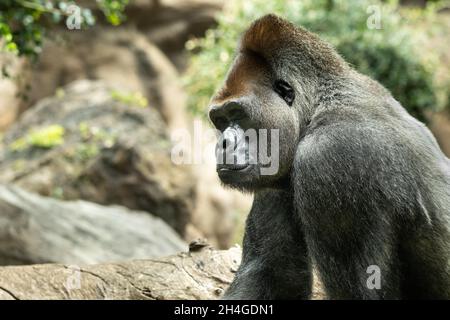 Un Gorilla de plaine de l'Ouest avec une expression pouty.le gorille me regarde. Banque D'Images