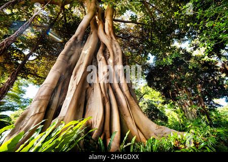 Arbre de ficus dans un parc à Puerto de la Cruz.Nord de Ténérife, Iles Canaries, Espagne. Banque D'Images