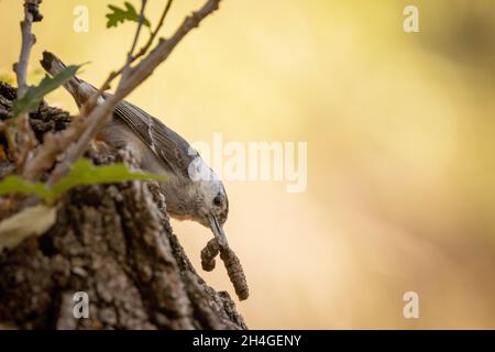 Nuthatch à poitrine blanche, canyon aquatique, montagnes de Magdalena, Nouveau-Mexique, États-Unis. Banque D'Images