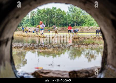 An Giang 21 septembre 2019.Les agriculteurs vietnamiens plantent du riz dans le champ. Banque D'Images