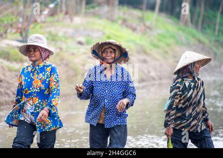 An Giang 21 septembre 2019.Les agriculteurs vietnamiens plantent du riz dans le champ. Banque D'Images