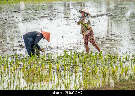 An Giang 21 septembre 2019.Les agriculteurs vietnamiens plantent du riz dans le champ. Banque D'Images