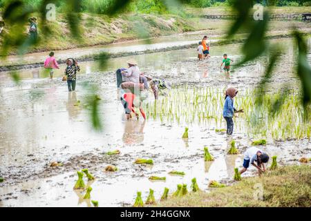 An Giang 21 septembre 2019.Les agriculteurs vietnamiens plantent du riz dans le champ. Banque D'Images