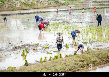 An Giang 21 septembre 2019.Les agriculteurs vietnamiens plantent du riz dans le champ. Banque D'Images