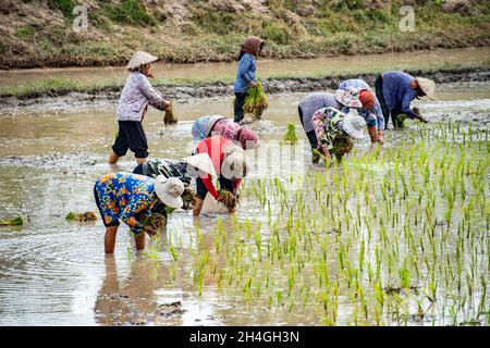 An Giang 21 septembre 2019.Les agriculteurs vietnamiens plantent du riz dans le champ. Banque D'Images