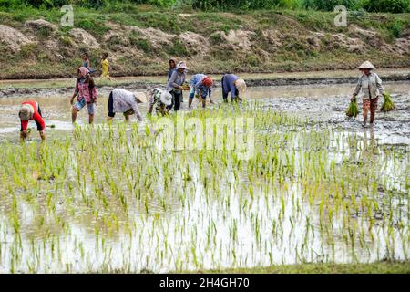 An Giang 21 septembre 2019.Les agriculteurs vietnamiens plantent du riz dans le champ. Banque D'Images