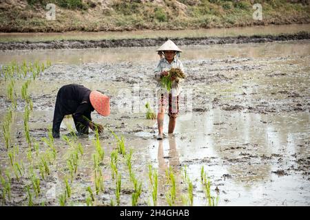 An Giang 21 septembre 2019.Les agriculteurs vietnamiens plantent du riz dans le champ. Banque D'Images