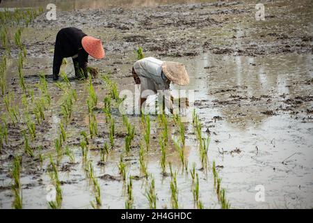 An Giang 21 septembre 2019.Les agriculteurs vietnamiens plantent du riz dans le champ. Banque D'Images